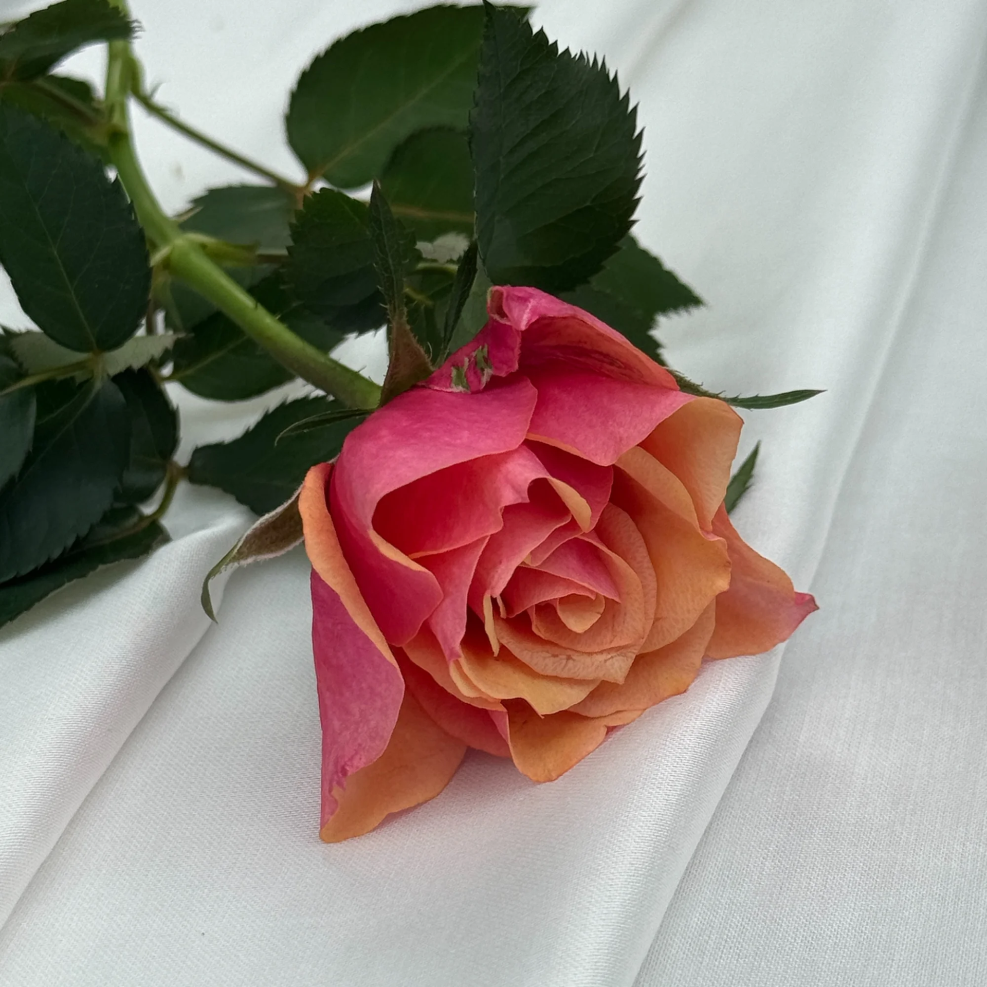 Beyond Stereotypes_ Exploring the Allure and Benefits of Vegan Fashion