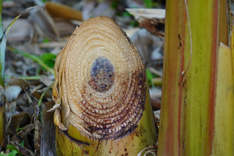 Banana Fabric: An Ancient Plant-Based Textile Making a Modern Return 4 Pseudostem of a banana plant